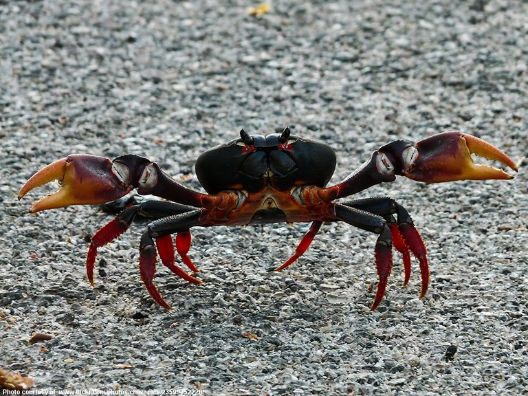 Black and Red Land Crab-072816.jpg