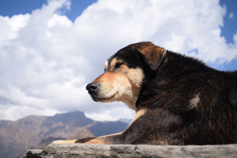 chopta2018 057.jpeg