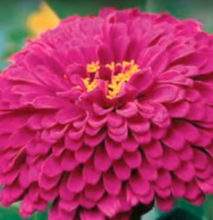 Amazing flower image.png