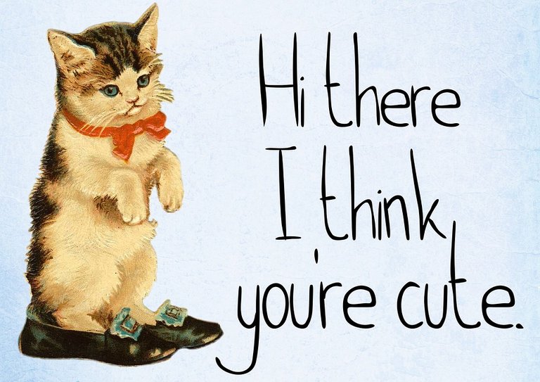 cat-hi there I think you are cute.jpg