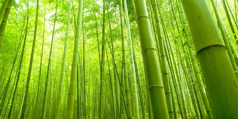 bamboo.jpeg