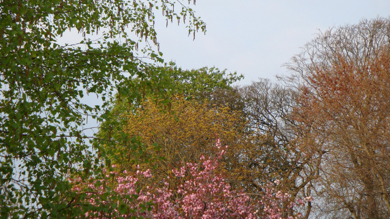 Trees Behind My Garden 002  .png