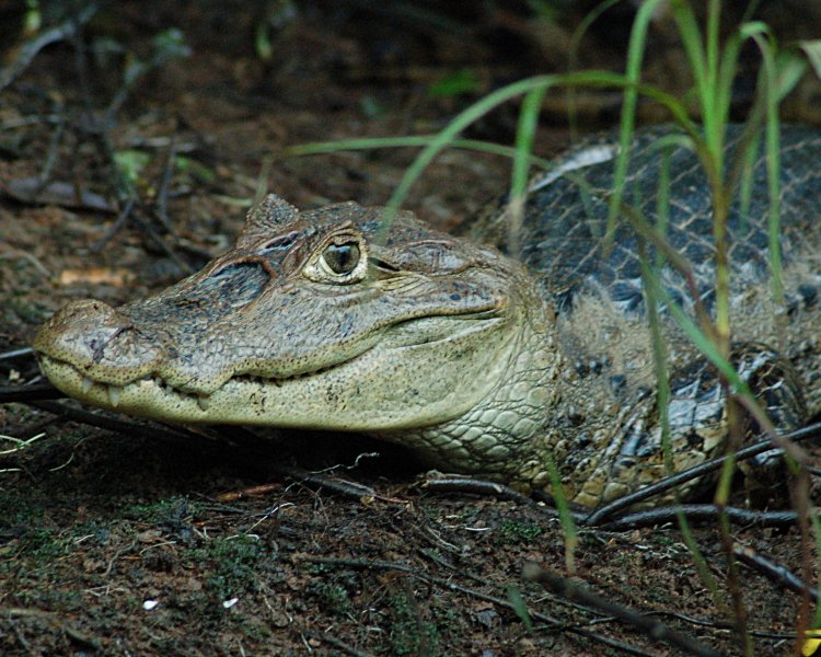 spectacled-caiman-caiman-crocodilus-2014-11-15-1.jpg