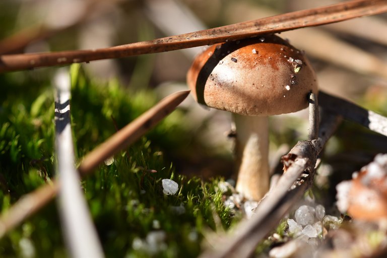 mushrooms two in sand 4.jpg