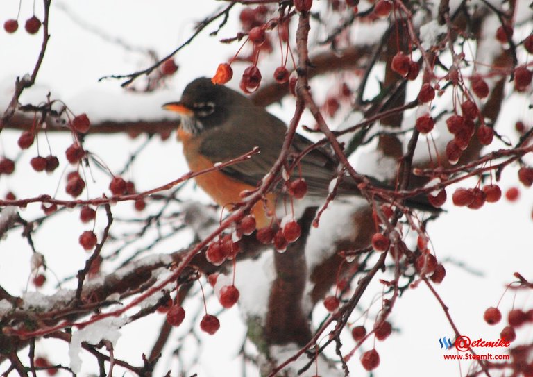 American Robin IMG_0027.JPG