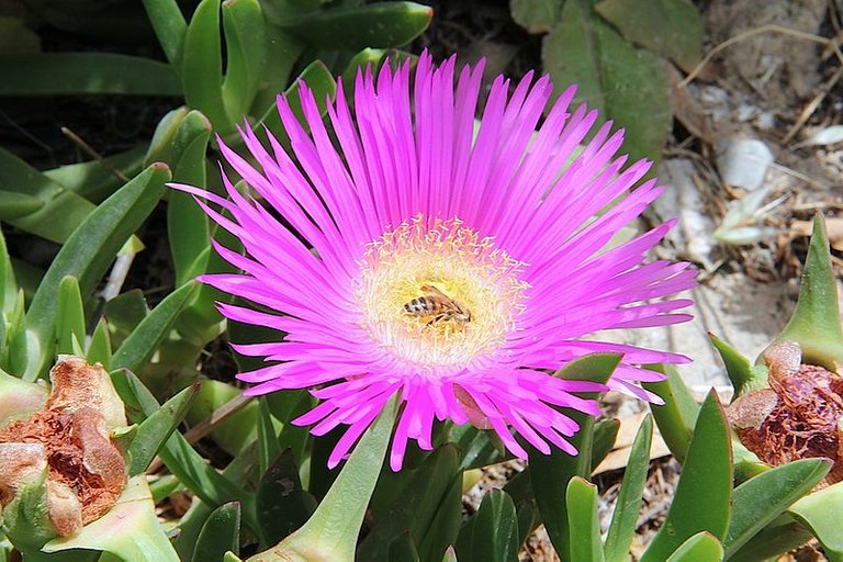 800px-Carpobrotus_acinaciformis_pm.jpg