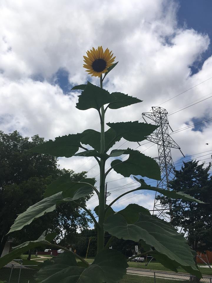 Sunflower.jpg