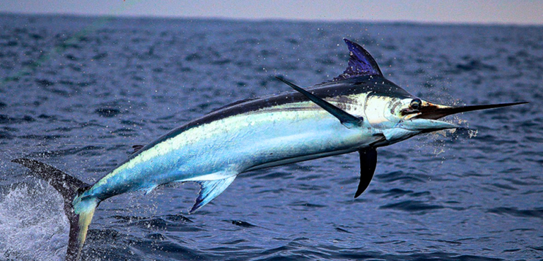 Swordfish-1000x480.png