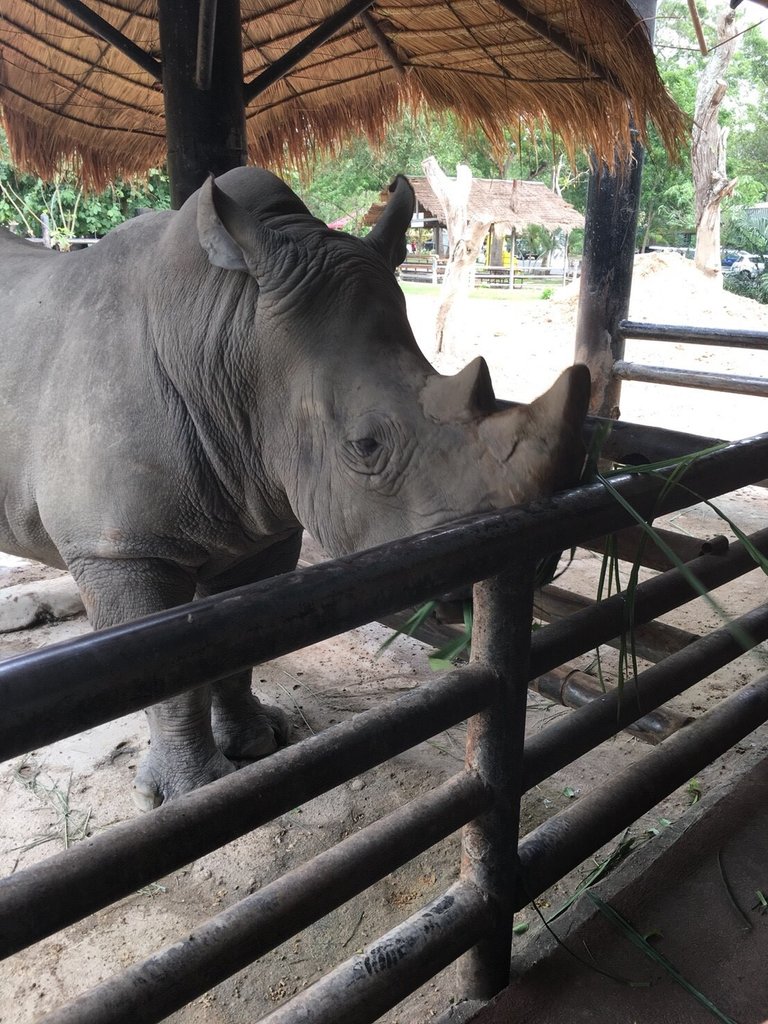 Khao Kheow Open Zoo17.jpg