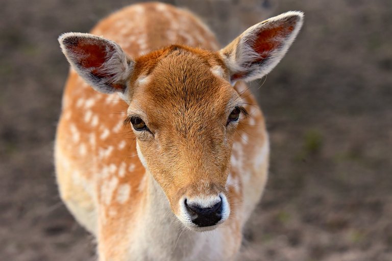 fallow-deer-3729821_1920.jpg