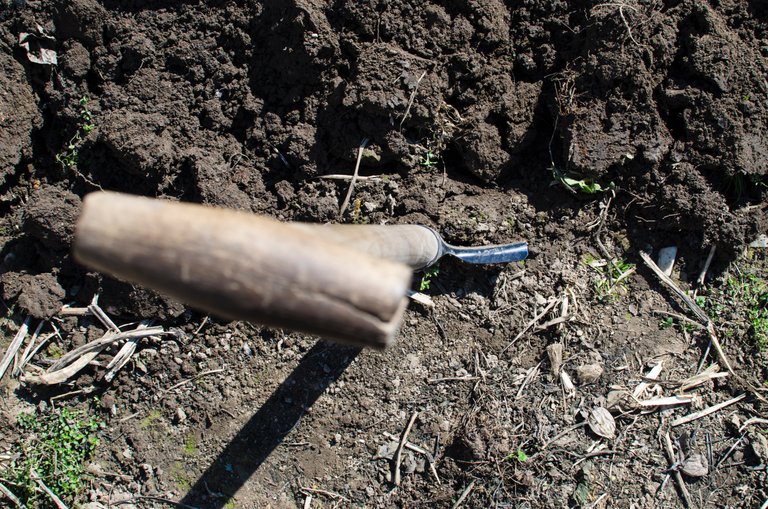 agriculture-backyard-close-up-296232.jpg