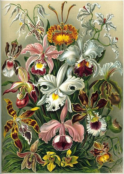 425px-Haeckel_Orchidae.jpg