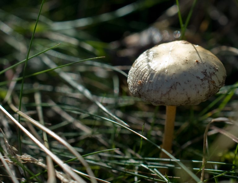 mushrooms-04.jpg