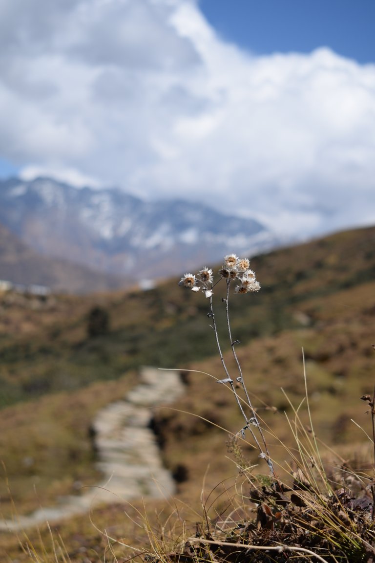 chopta2018 017.jpeg