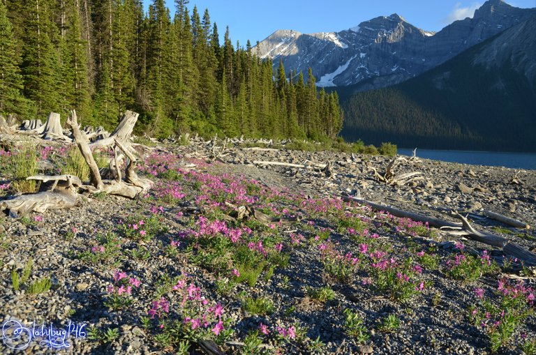 upper kananaskis lake10.jpg