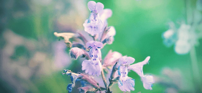 Catmint - Everything you need to know HEADER.png