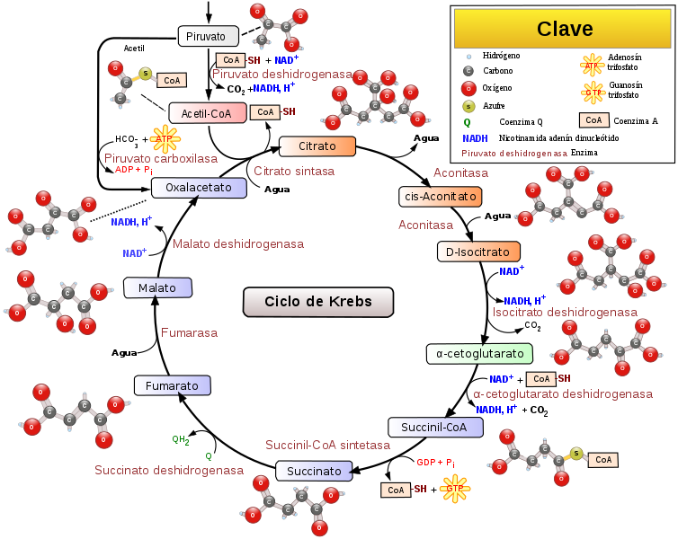 754px-Citric_acid_cycle_with_aconitate_2-es_svg.png