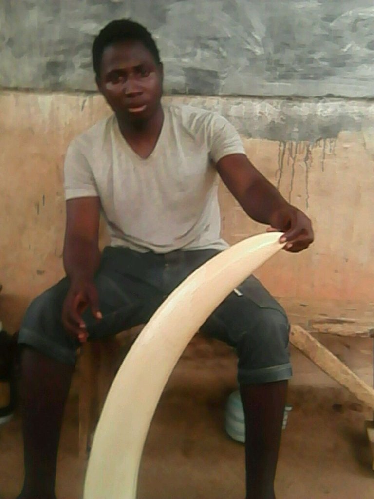 3.4 Bush elephant ivory, Cameroon 2016, LAGA.jpg