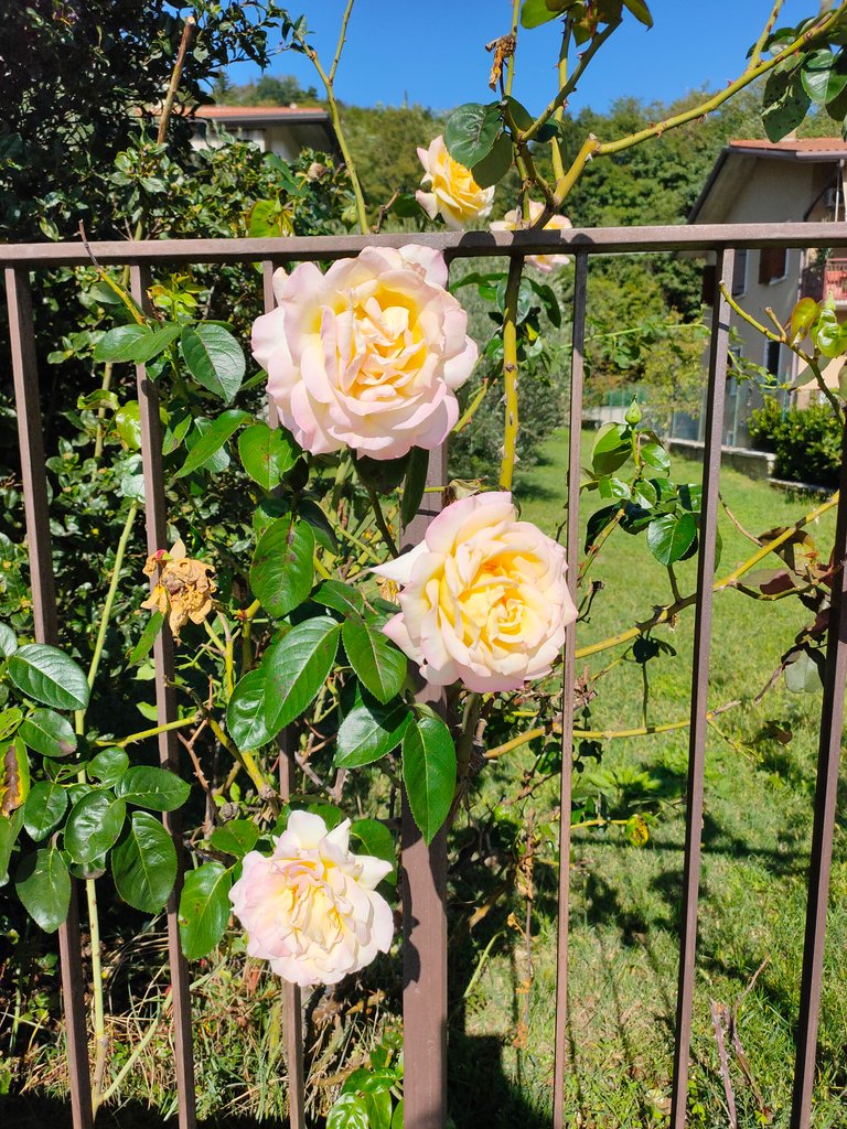 Rose d'autunno.jpg