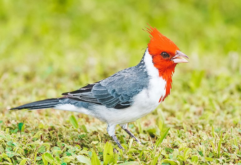 Bird-kauai-2.jpg