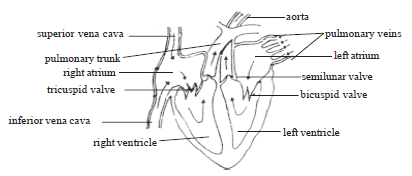 Functioning of Human heart.png