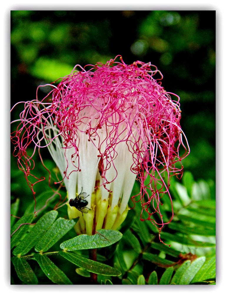 F Persian silk flower & fly.jpg