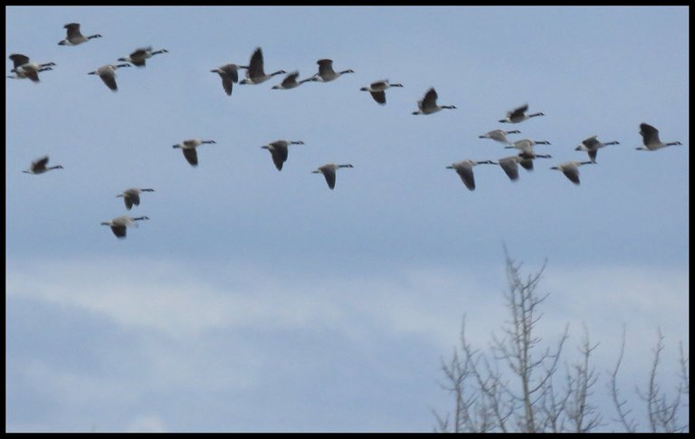 close up of v formation of Canada geese flying above.JPG