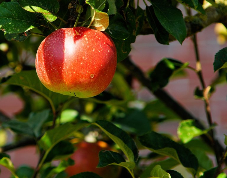 apple-apple-tree-branch-52517.jpg