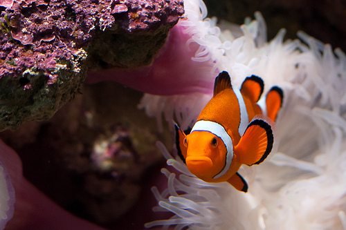 clownfish.jpg