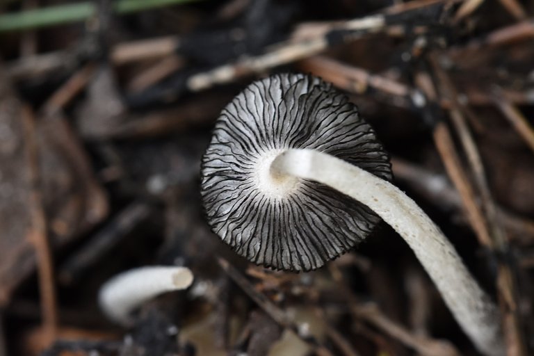 white mushrooms decay 4.jpg