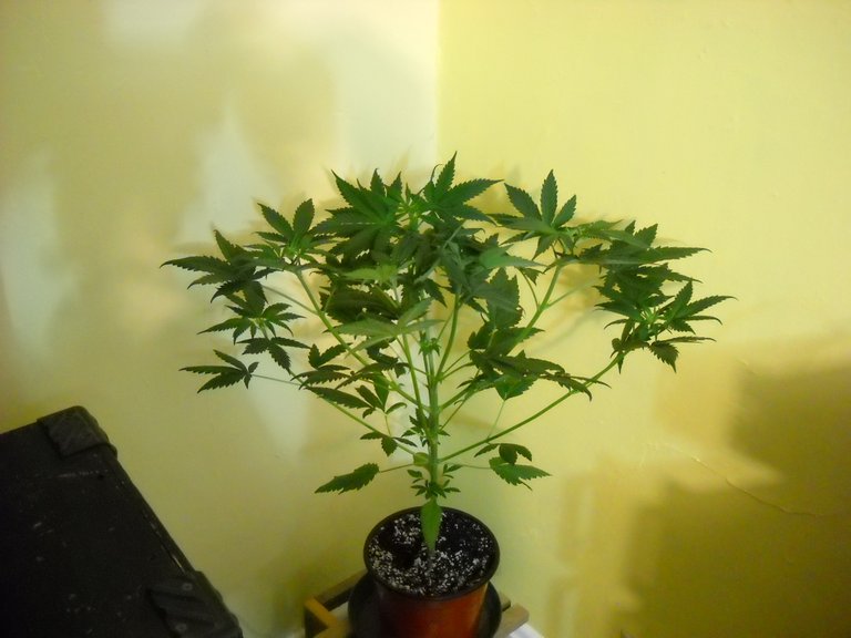 DSCN1033.JPG