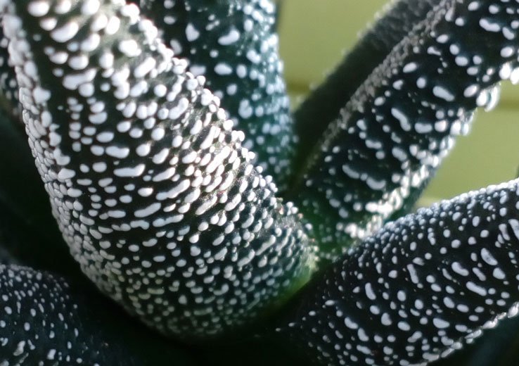 HAWORTHIA    FASCIATA  --.jpg