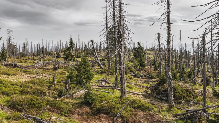 bavarian-forest-3385966_1920.jpg