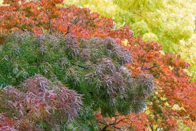 80248225-soft-focus-of-colorful-claret-ash-tree-in-purple-green-color-during-autumn-in-tasmania-australia.jpg