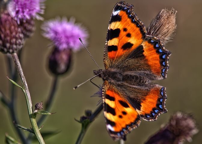 butterfly-970170__480.jpg