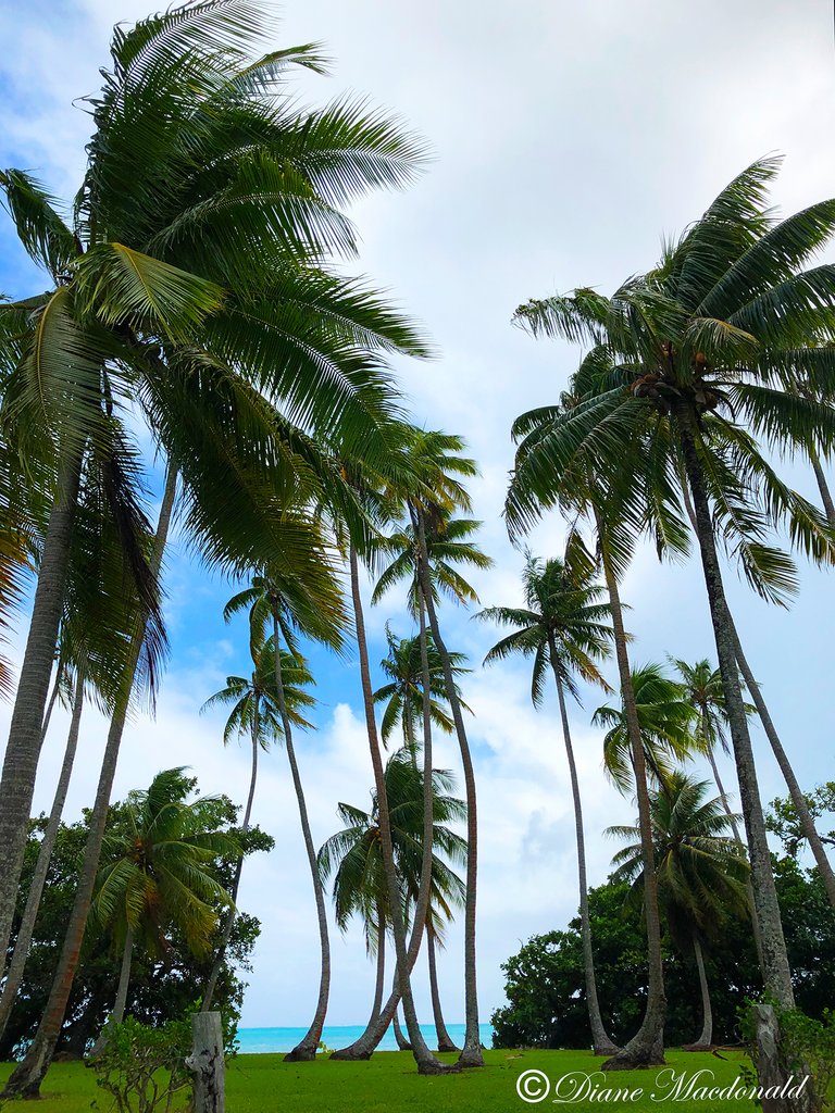 coconut grove beside marae.jpg