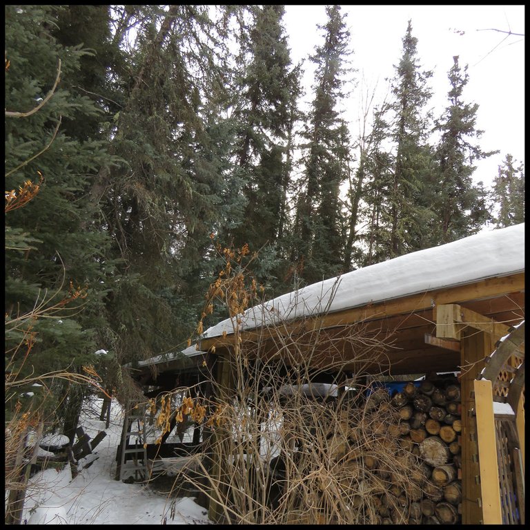 side of woodshed with evergreens behind.JPG