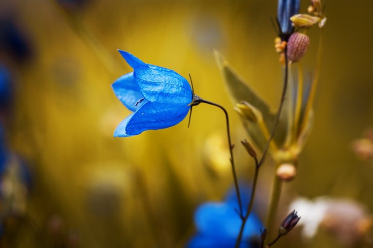 Flower-Campanula-Rotundifolia-Round-Leaved-Bellflower-1576086.jpg