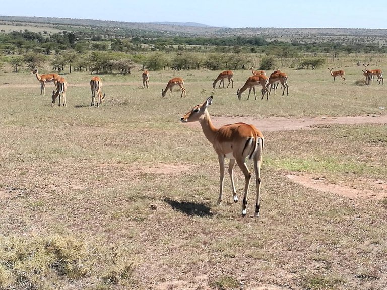 Maasai National Reserve30.jpg