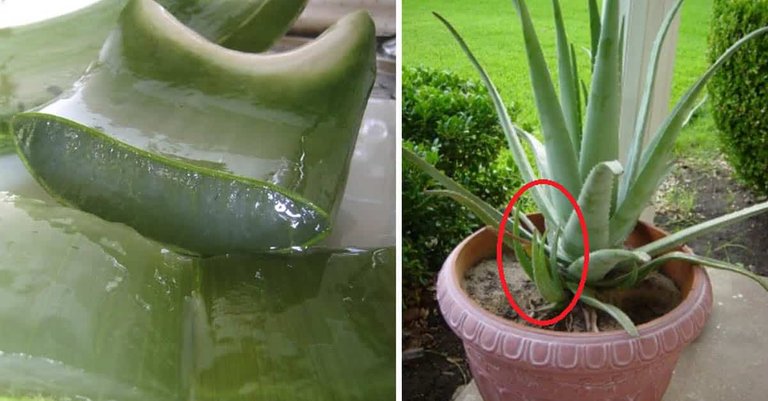 aloe-vera-sabila-siembra.jpg