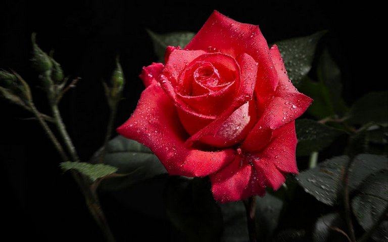 red-rose-rose-flower-red-rose-family-garden-roses-1433039-pxhere.com.jpg