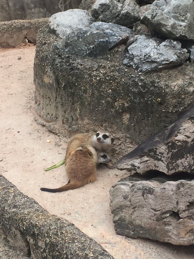 Khao Kheow Open Zoo1.jpg