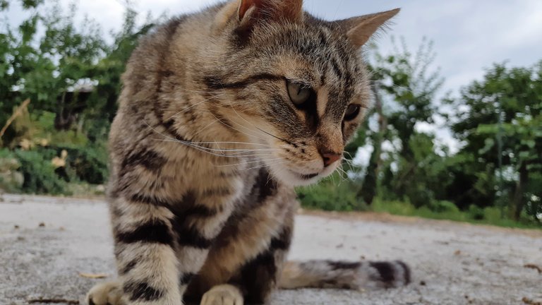 look at me cat in my garden.jpg