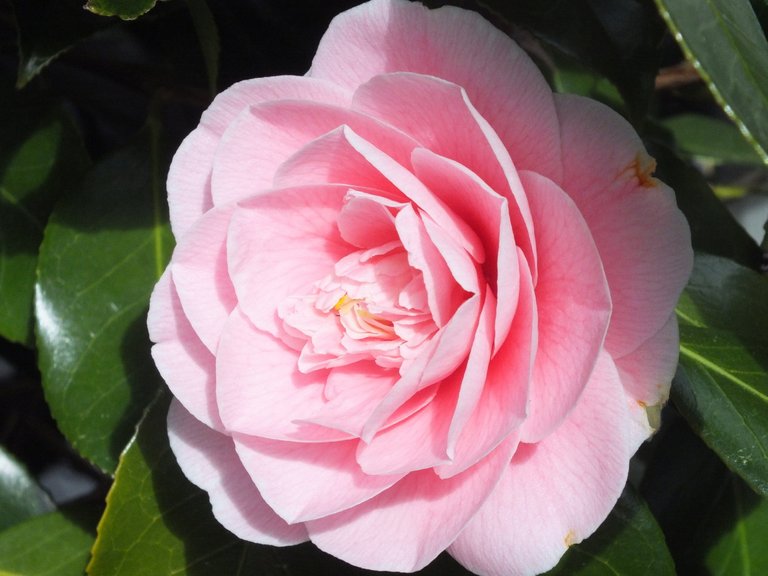 0545-Camellia.jpg