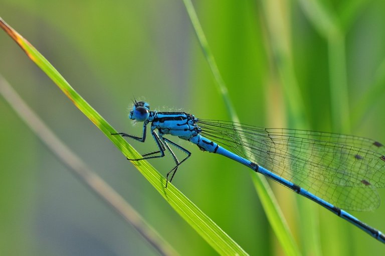 dragonfly-540839_960_720.jpg