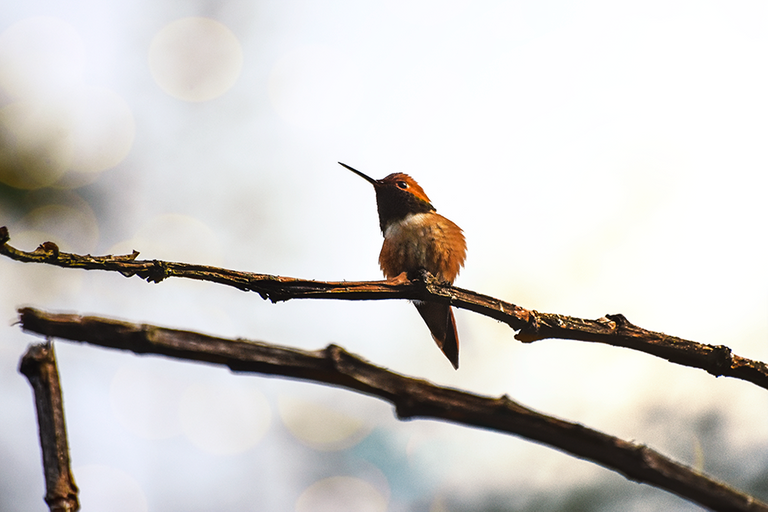 crimsonclad orange hummingbird at sunset