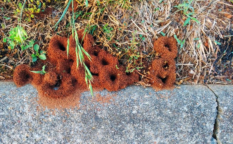 ant-homes.jpg