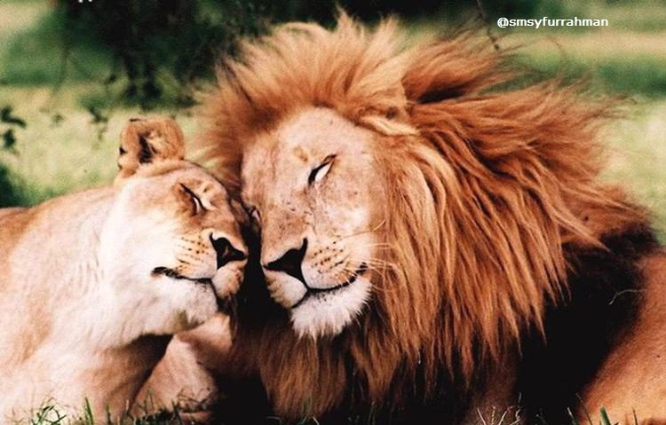 animals-in-love-7.jpg