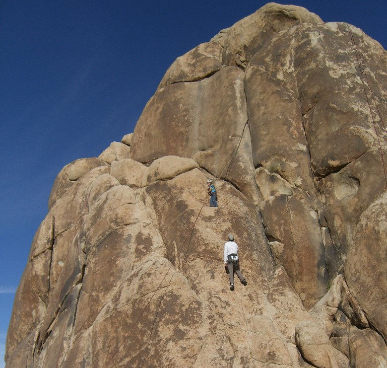 joshua-tree-5104_1920.jpg