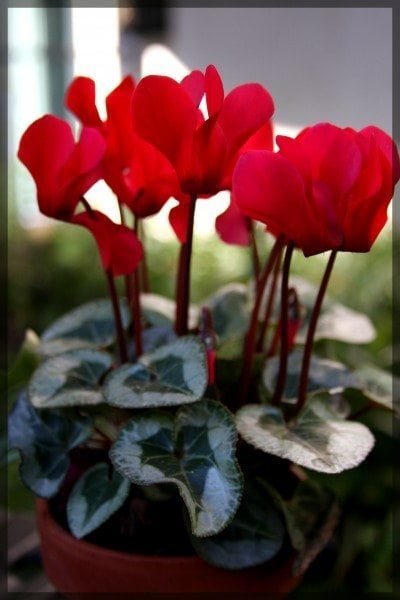 cyclamen1-400x600.jpg